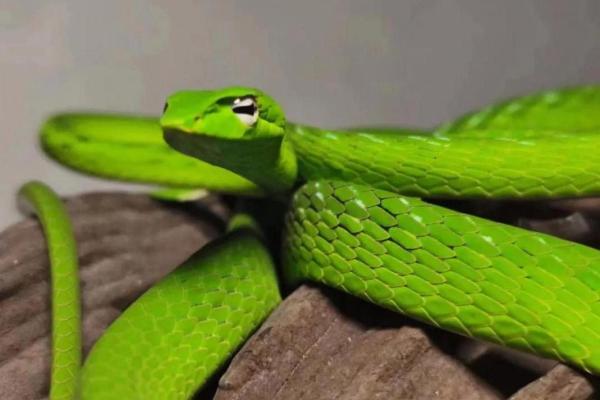 冬眠之蛇:生命的象征与命运的启示 冬眠之蛇:生命的象征与命运的启示