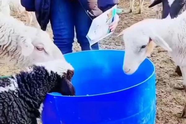 探索命理与养羊:最佳养羊方法的秘密与技巧 探索命理与养羊:最佳养羊方法的秘密与技巧