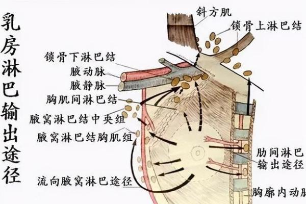 乳房丰满的女人有什么命：从美丽到命运的深度探讨