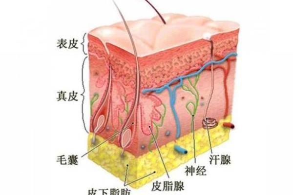 手臂青筋暴露的女人，揭示了她们命运的秘密与神秘魅力