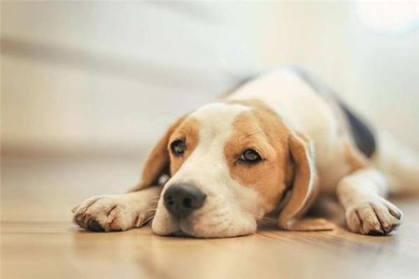 37岁属狗命运解析：忠诚与智慧的结合