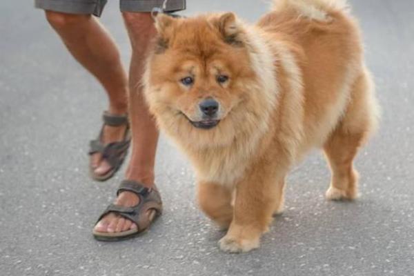 1970年狗年出生人的命运解析：性格、事业与生活的全景展现