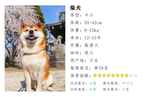 82年壬戌狗的命运与性格解析，探寻你的真实自我