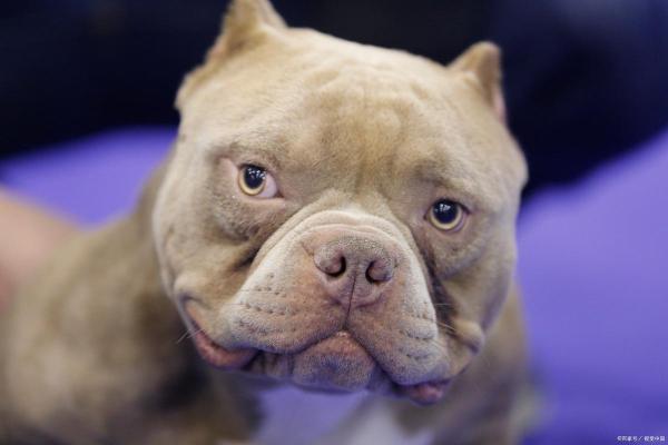 82年壬戌狗的命运与性格解析，探寻你的真实自我