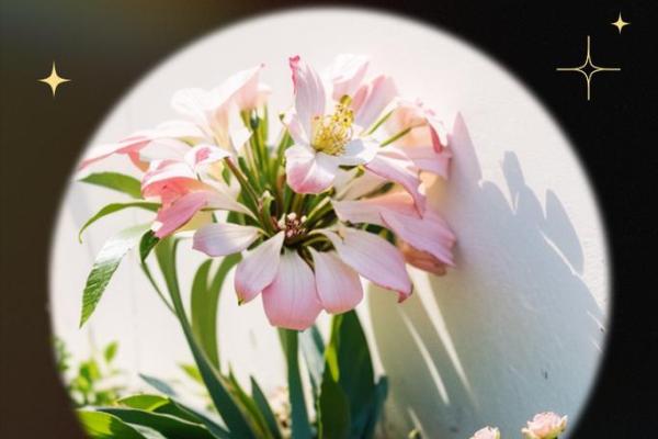 勾心斗角，命运相交：把握人生的智慧与机遇