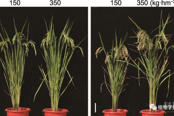 探秘石榴木命:适合的土壤与生长环境解析 探秘石榴木命:适合的土壤与生长环境解析