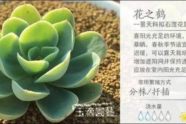 山头火命的植物养护秘籍:让你的运势如火如荼! 山头火命的植物养护秘籍:让你的运势如火如荼!