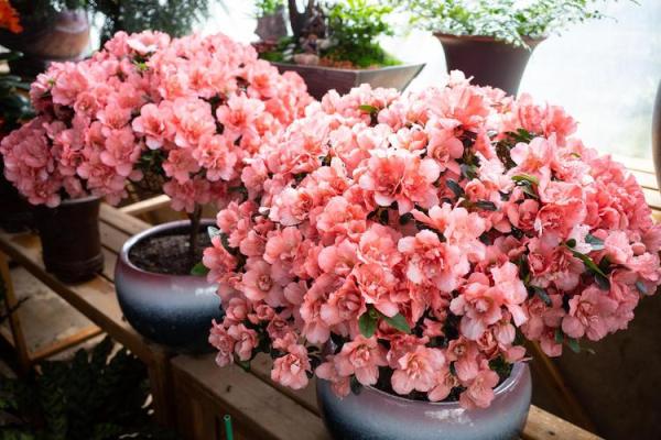 山头火命的植物养护秘籍:让你的运势如火如荼! 山头火命的植物养护秘籍:让你的运势如火如荼!