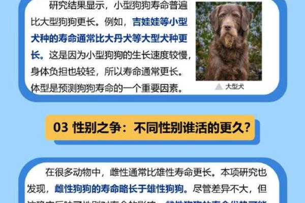 为什么狗狗的命很长？揭秘狗狗健康与寿命的奥秘！