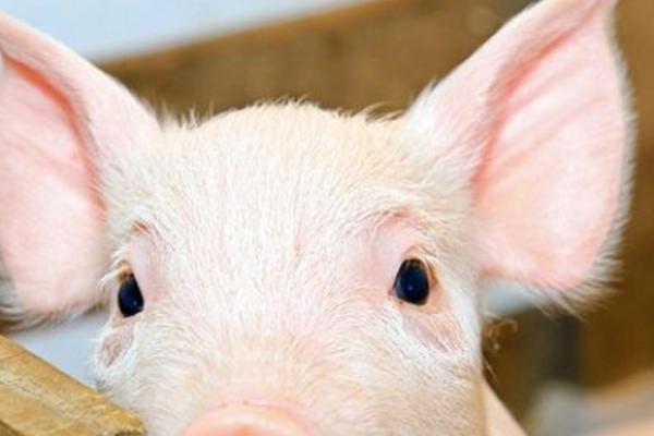 1971年出生的金命人适合的事业与发展方向探讨