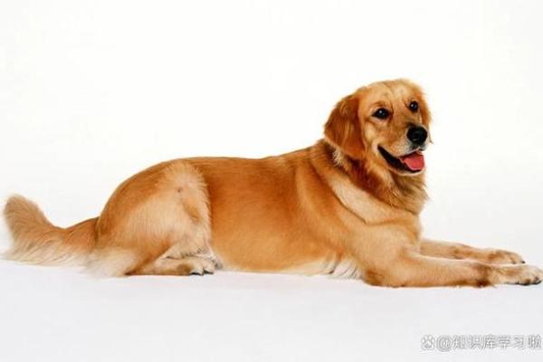 探秘1977年属狗人的命运与性格特征 探秘1977年属狗人的命运与性格特征