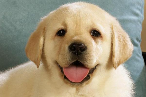 50岁属狗女性的命运解析与人生哲学