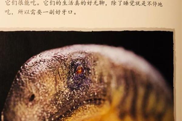 1979年出生的你：属虎之命，开启成功之门的秘密