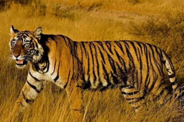 1979年出生的你：属虎之命，开启成功之门的秘密