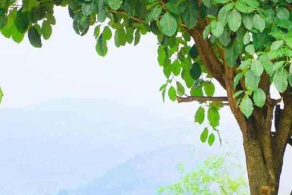 糊涂命的深度解析：生活中的常态与反思