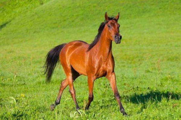 1978年属马的命运解析：马儿的骏行与前程之路