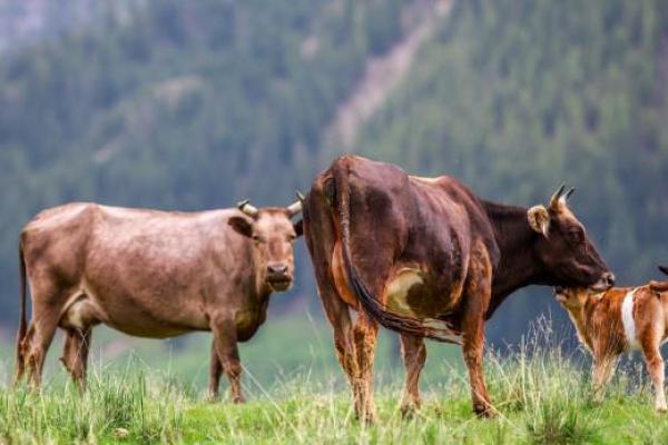 探秘大溪水命：洒脱人生的生肖密码