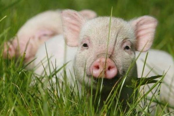 探秘947属猪人的命运与性格特征，解读人生的幸福密码！