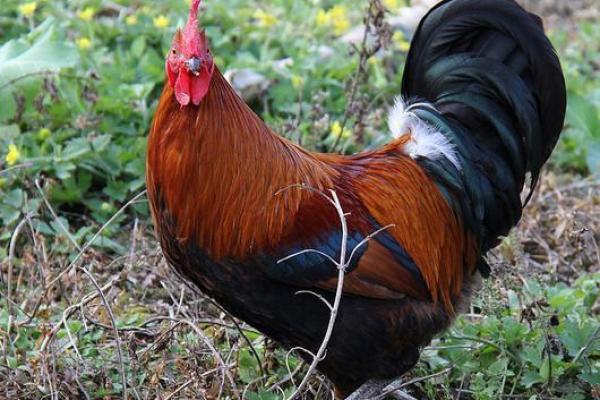 探秘69年6月21日出生人的命运与性格特点