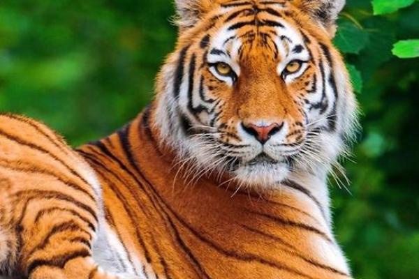 探秘69年6月21日出生人的命运与性格特点