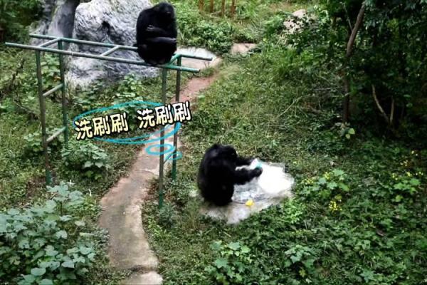 动物界的劳模：那些勤奋忙碌的奉献者们