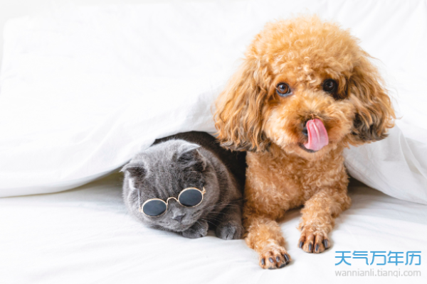 71年属狗的朋友们，你们的命运解析与人生启示！