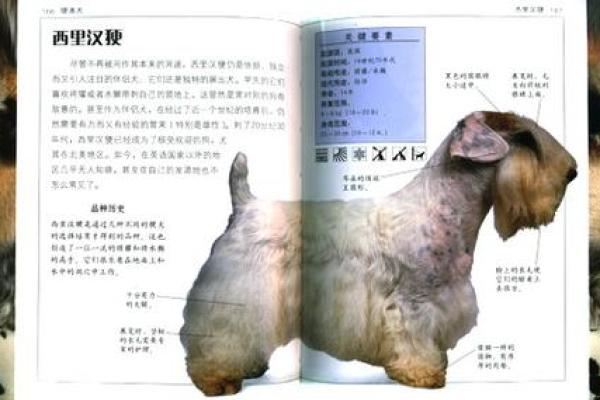 71年属狗的朋友们，你们的命运解析与人生启示！