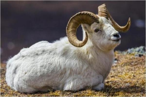 1979年出生者的命运解析：属羊之人一生的精彩与挑战