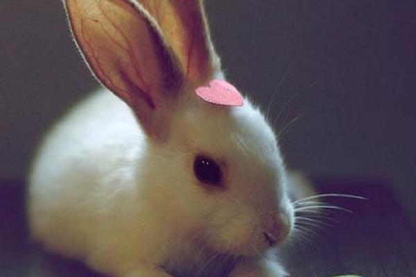 兔年命运解析:63年出生的兔子究竟是金命还是水命? 兔年命运解析:63年出生的兔子究竟是金命还是水命?