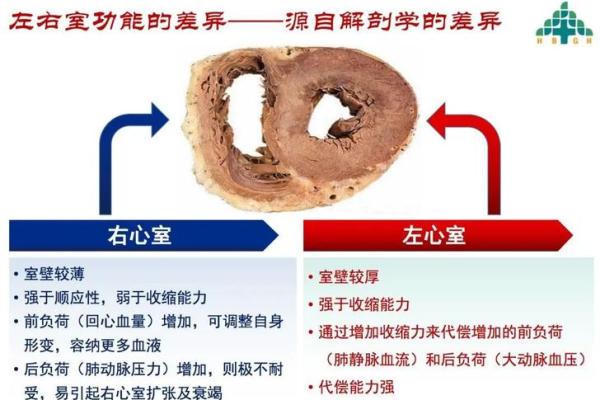 探秘人突然病逝背后的命运玄机：生命的脆弱与意义