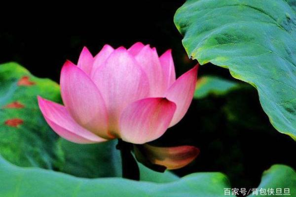 火命家庭适合养什么颜色的宠物来提升运势？