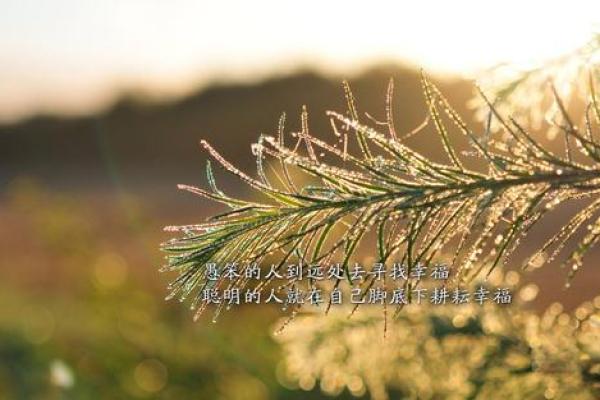 65岁属鸡女性命运解析：揭秘她们的人生道路与幸福之源