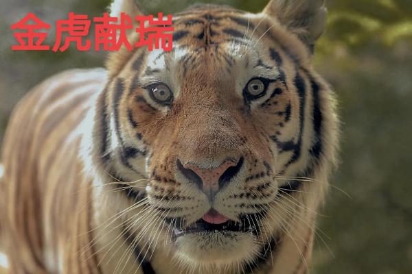 1998年虎年——命理解析与人生智慧 1998年虎年——命理解析与人生智慧