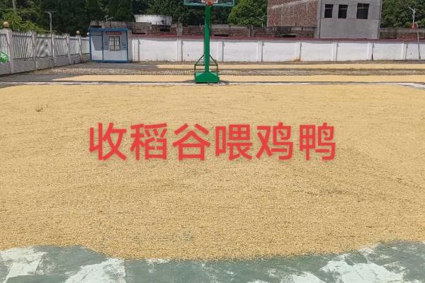 69年土鸡命运分析：探索土鸡的性格与运势之道