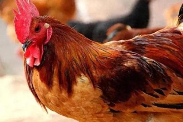 69年土鸡命运分析：探索土鸡的性格与运势之道