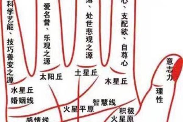 女人手断掌的命运解读：隐藏在掌纹背后的秘密