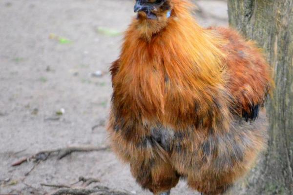 33年属鸡命运与人生解析：揭开生肖之谜的背后故事