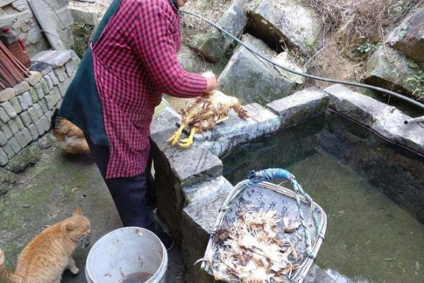 探秘2005年土鸡的命缺:自然与人之间的奇妙关系 探秘2005年土鸡的命缺:自然与人之间的奇妙关系