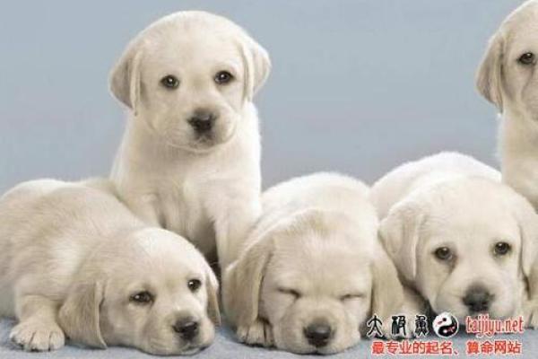 揭开狗年男宝宝的命运之谜：成长与个性的完美结合