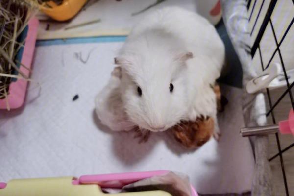 1983年出生的猪，命中注定的幸福之旅！