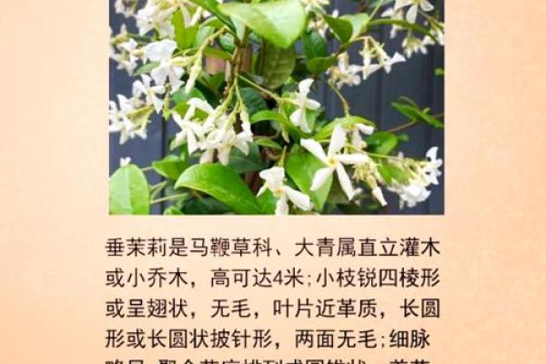 探秘茉莉命：解读玄学中的神秘力量与人生哲学