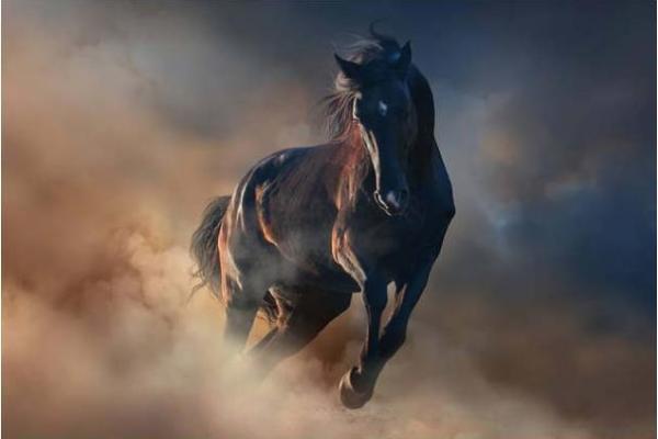 25岁属猪人命运解析：从性格到事业的全面揭秘