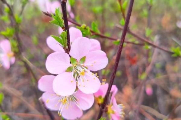 1988年4月:春天绽放的希望与美丽的命运 1988年4月:春天绽放的希望与美丽的命运