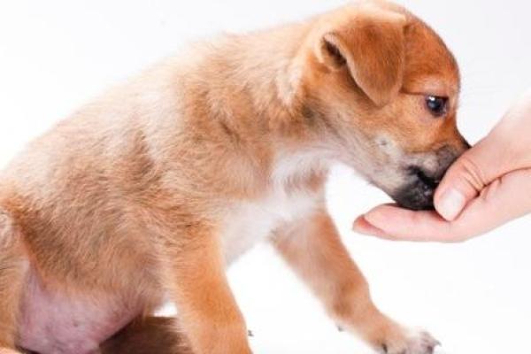 68年属狗的命运解析：流年与性格的深度探讨