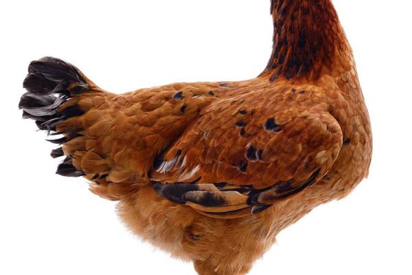 鸡年命理:2017年的鸡所蕴含的智慧与机遇 鸡年命理:2017年的鸡所蕴含的智慧与机遇