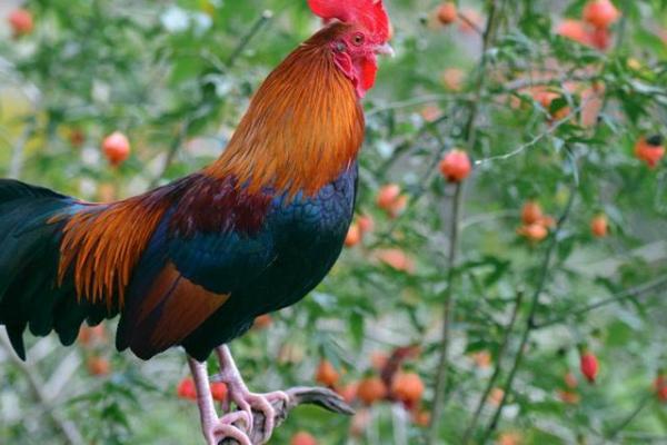 探秘鸡年生人狗年命:命理与性格的深度解析 探秘鸡年生人狗年命:命理与性格的深度解析