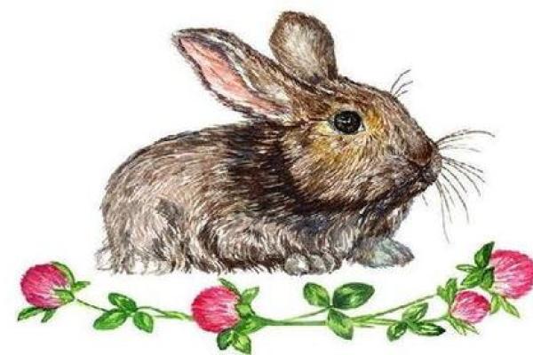 1987属兔男士命运解析：如何把握人生机遇与挑战