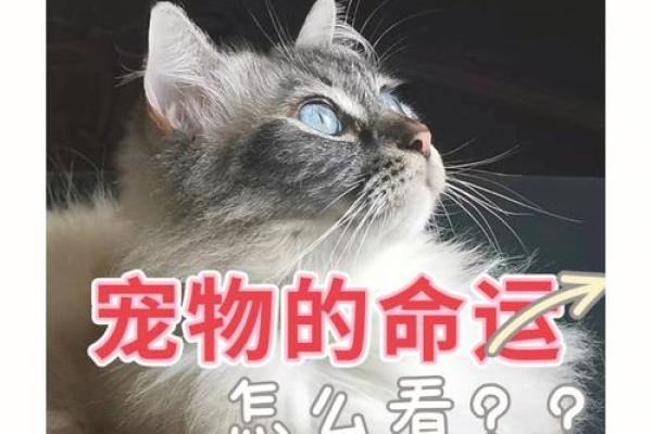 1949年属相的命运与性格解析:探索猫与狗的世界 1949年属相的命运与性格解析:探索猫与狗的世界