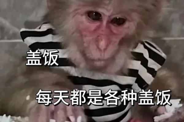 猴子的命也是命：生命的价值与人性的反思