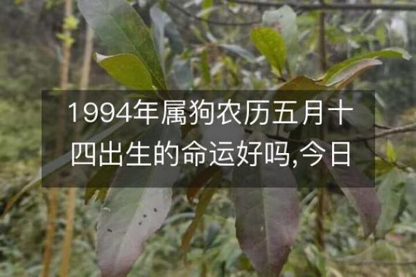 2020年属狗的命运及其影响：走向辉煌的新征程